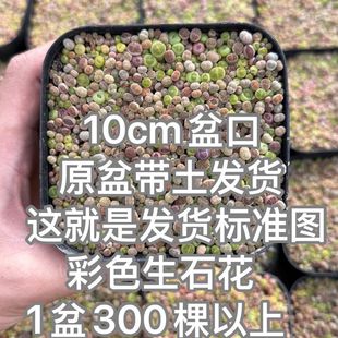 Colorful Lithops Seedlings 10cm Potted Combination Colorfulful Succulent Plant Gift Package Shipped in Original Pots and Soil