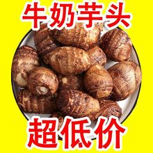 现挖山东毛芋头包邮山东新鲜小芋头香芋粉软糯丝滑芋仔芋艿5/1斤