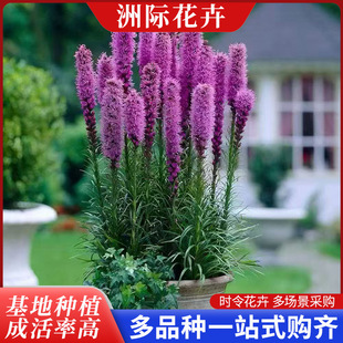 �M���߱޾շN���ϻ��뻨�ļ��׻�ͥԺ�����쾰�������G��ֲ��