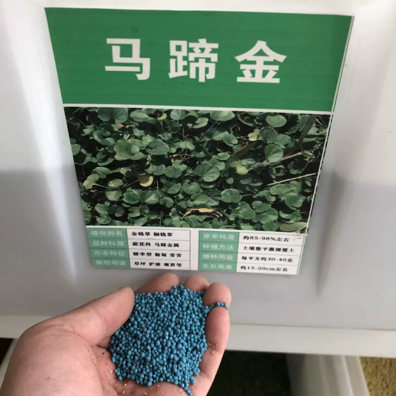 马蹄金种子草籽草坪种子金钱草种子铜钱草籽矮生耐阴地被植物
