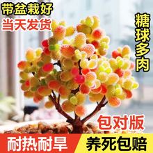 ����ֲ����������֦�ɷ��Ӹ߶��҃�����ϡ��Ʒ�N�������F��Ʒ�Gֲ