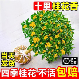 𻨘ļ҃Ȼֲ𵤹ͥԺ;Gֲ_