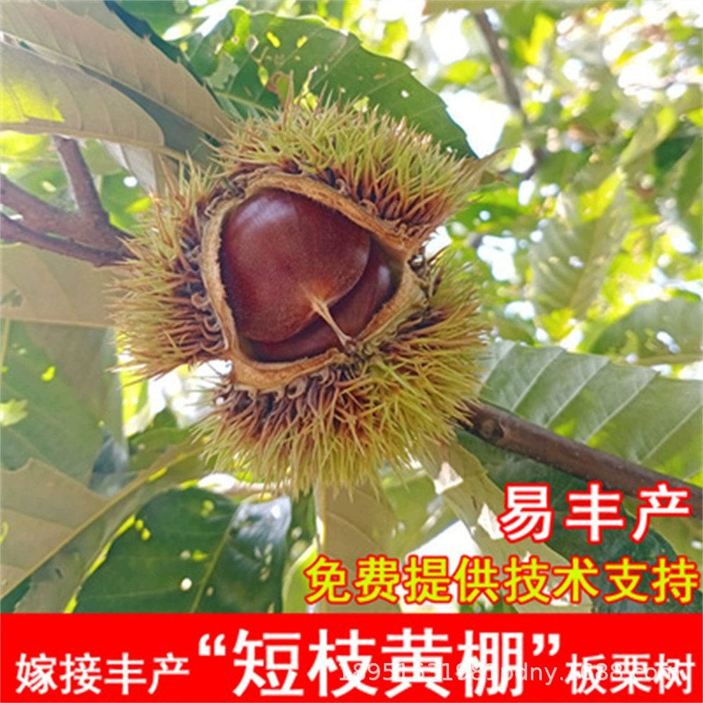 Шуан Ба прививка Qianxi рассада каштана оптом Dahongpao сорт Каштанового Дерева Dahongpao каштановая рассада база