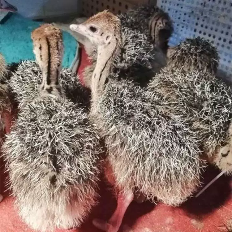 鸵鸟活体幼崽非洲鸵鸟幼崽公母一对养殖场批发零售鸵鸟苗鸵鸟蛋