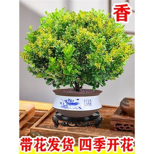 ��ˮ���m�����Ի��ܾGֲ�҃��Ϙ��������ļ��_�����B���ֲ�����
