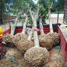 占地截杆桂花树大树金桂8-18厘米粗树桩庭院苗圃园林工程绿化苗木