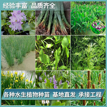 批发水葱挺水植物绿化河道池塘水边美化景观种苗水生观叶水生植物