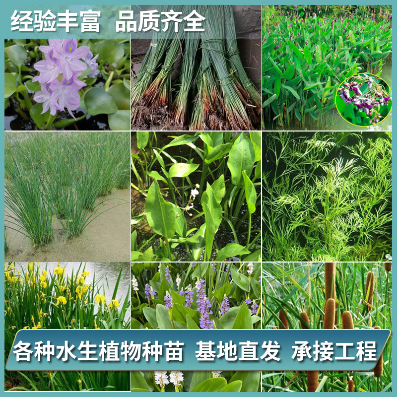 批发水葱挺水植物绿化河道池塘水边美化景观种苗水生观叶水生植物