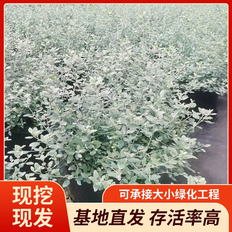 Производители поставляют [базовый большой оптовый] фруктовый баскетбол P30CMP30-120CM полные характеристики оптом