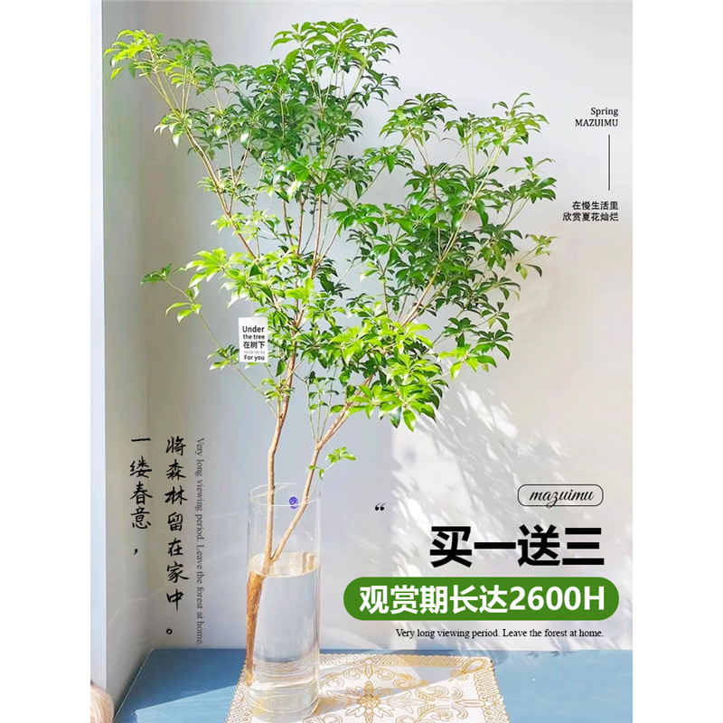 Mazuimu Hydroponic Plants, Living Room Green Plants, Imported Desktop Water-Raised Hanging Clock Potted Plants, Real Trees, Fresh-Cut Branches, Beautiful Trees