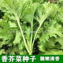 四季美味香芥菜種子香葉餃子菜籽香菜小青菜春秋陽台盆栽田園蔬菜