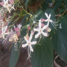 �F؛�������̾G���纣�ݳ�ɽ��������ͩ��һ�����ݳ�ɽ������ͩ��