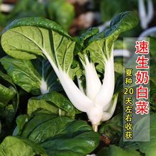 ̰ײ˷NСײ˰_~Ͳļ̨߲