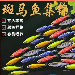 ���R�~�^�p�~С�͵�ˮ���B�Ꭷ�~�t�G�����~С��ȸ�~�~��