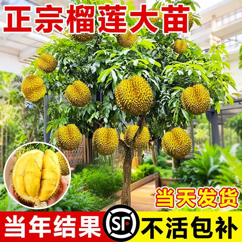 Саженцы дерева дуриана для посадки на севере и юге, Golden Pillow Durian, крупные саженцы дуриана Musang King в горшках с прививкой из Гуанси.