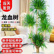 ��Ѫ��͏d�Gֲ���^��횘����F��͏d�Gֲ�҃ȴ�����Ѫ��ֲ������