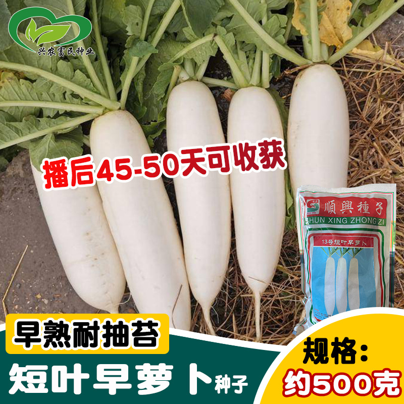 顺兴短叶早萝卜种子 大田基地早熟型小白萝卜种籽速生清脆白萝卜