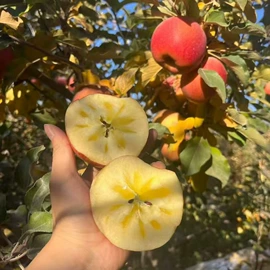 西式糕点;饼干;方便面类