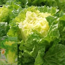 ��С�s56�S�Ĵ�ײ˷N�� ������İײ˷N�Ӷ����ͺ������߲˷N��