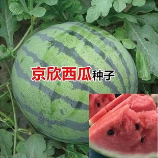 ���ϷN�ӑНh��Ƥ�t�����ϷN�ѳ��������ļ����]����һ̖