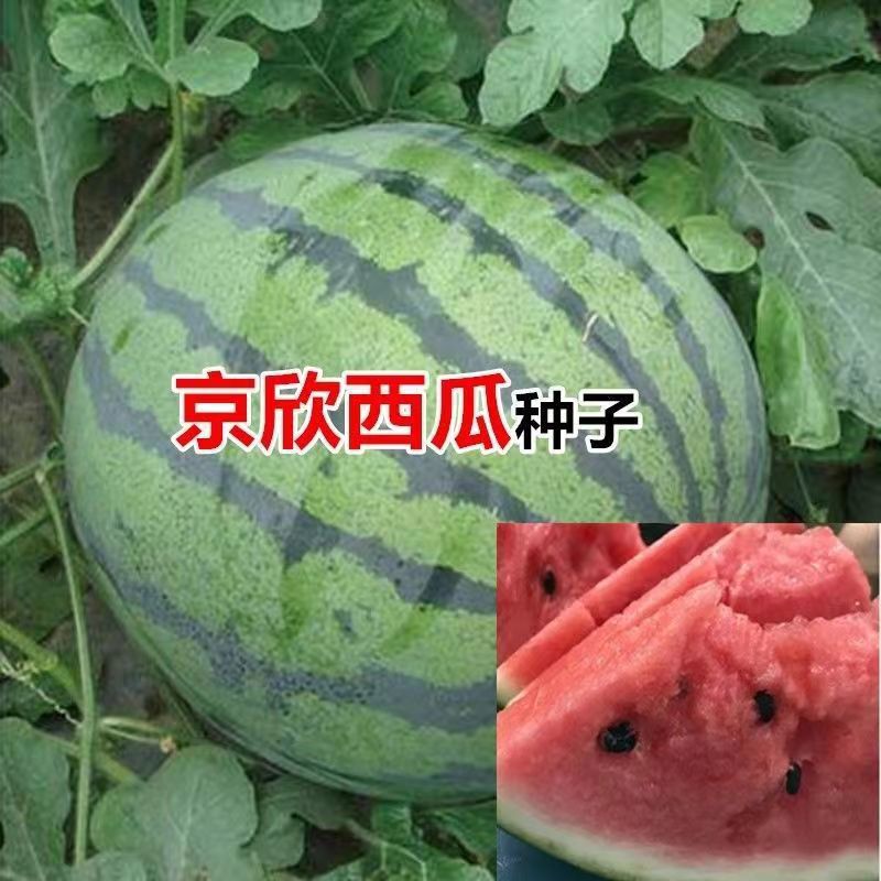 西瓜种子懒汉花皮红肉西瓜种籽超甜耐裂四季包邮京欣一号