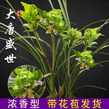 特价春剑兰花苗建奇花【大唐盛世】花期带花苞室内盆栽绿植花卉