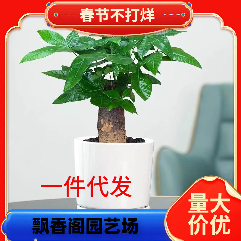 A generation of money tree potted green plants big money tree indoor absorption formaldehyde green luo asparagus hydroponic rich bamboo