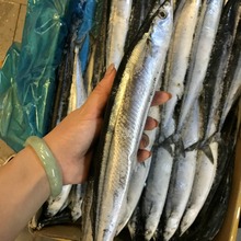 冷凍韓國秋刀魚速凍冷凍燒烤鐵板燒魚海鮮秋刀魚2號燒烤魚10kg/件