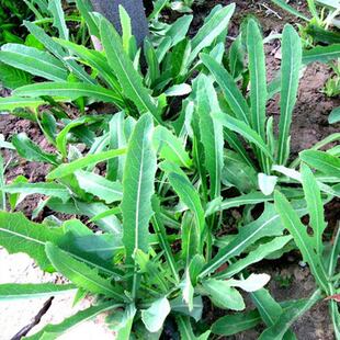 Ұ������˷N�ӿ�����{�˴����ļ�Ұ�˷N���̨���Բˈ@��ʳ�ɿ�