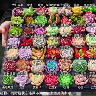 Succulent Wholesale Flower Pots, Small Succulent Pots on Sale, Clearance Sale, Rare Succulent Flower Pots