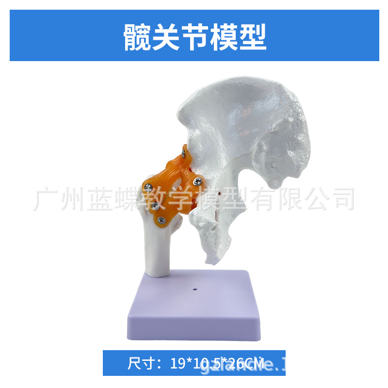 ��ѧ��������ؽڹ�����������׹Ǽ�ϥ�ؽ��ŹǿƸ��ʹ�ҽѧģ��