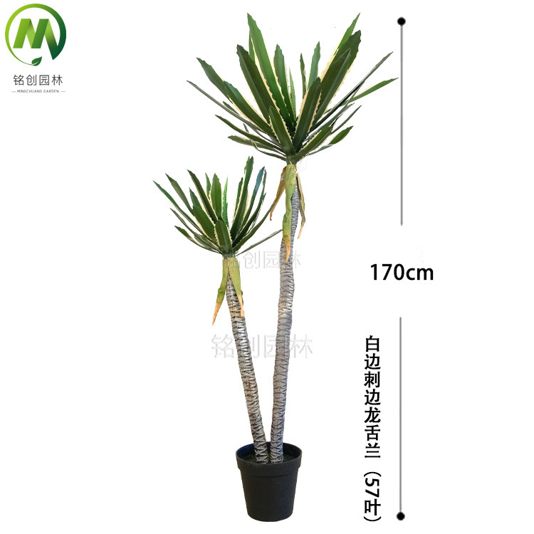 170cm57 hoja blanco borde espinoso agave