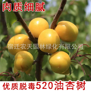 �Ә����ش�����������������Ϸ������Nֲ���Ե��Թ����箔��Y��