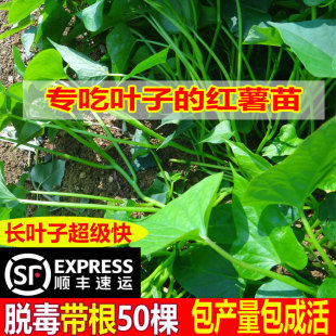 ʳ�~�ͼt����N�������팣���~�ӵĵع��~��ʳ������t������t��