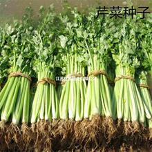 �r��С�~��˷N�����ļ������߲˷N���ݲ��Ѳ˷N��Ʒ�NС����ѷN