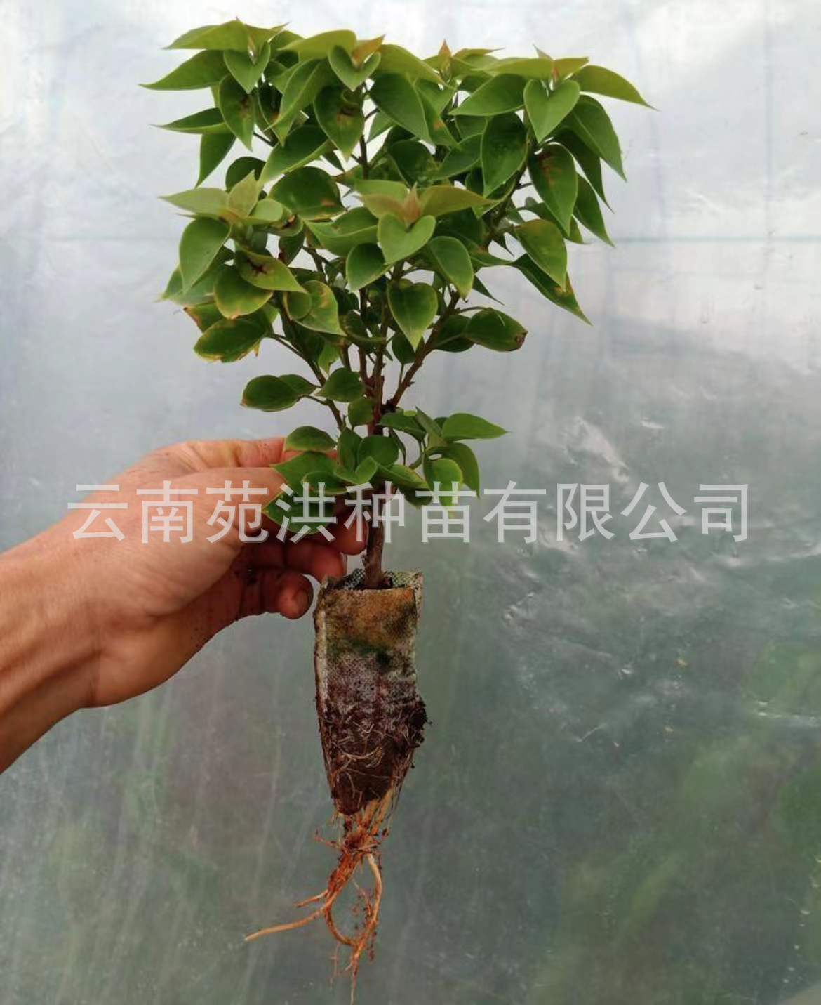 0ebc919dba5f16c0b9e7c0642e0625