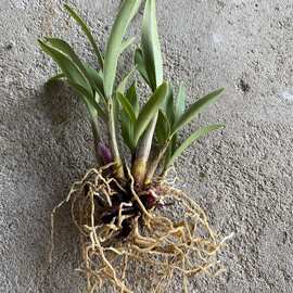 兰花苗 香水石斛 冬带花苞花桌面精致花卉绿植盆栽清仓水培室内