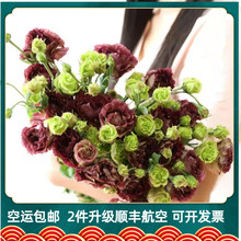 中秋节鲜花 中秋节鲜花品牌 图片 价格 中秋节鲜花批发 阿里巴巴