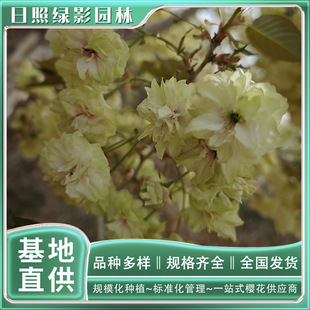 1�����ĥ���t�����С�� �GӰ�@�ַNֲ������ј����Ʒ�N�ѻ�