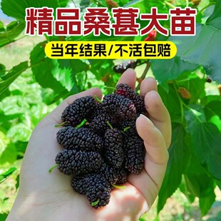 ɣ�ؘ����ɣ��o�Ѵ�ʮ̨���L��ɣ��ɣ����ռ��ɣ�����ļ��Y��