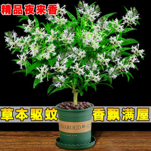 ҹ���㻨�������Ծ����㻨���҃��̨��þGֲ���r���ļ��Nֲ���B