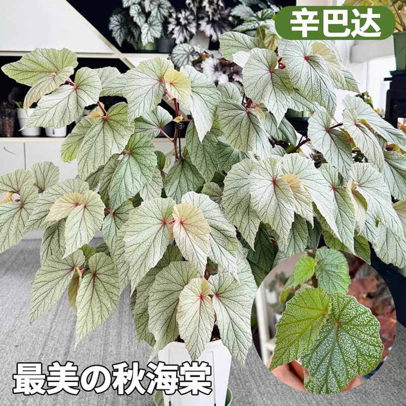 [bamboo begonia] sinbad
