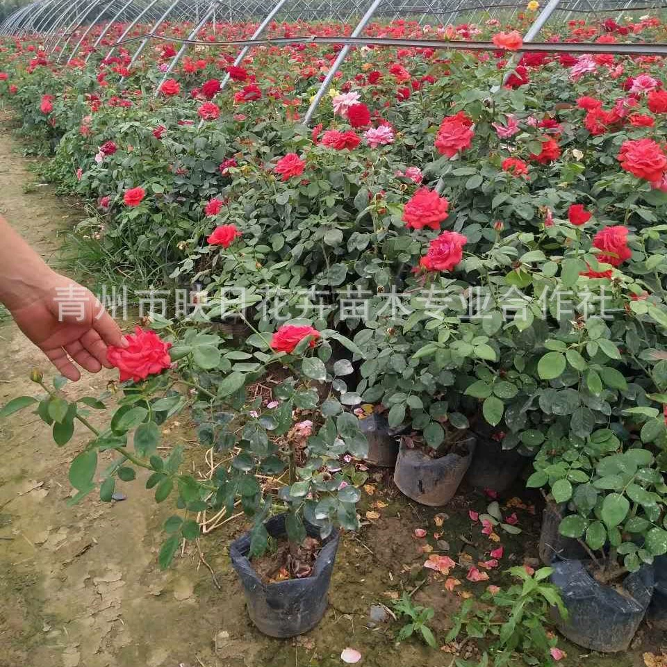 База Шаньдун в наличии Цветок розы в горшке Большой цветок Цветок розы Вертикальное озеленение Горшечная красная шляпа Роза