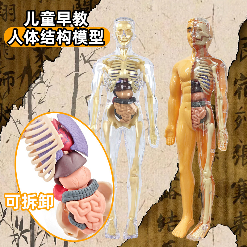 跨境3D人体骨骼模型儿童医学STEAM早教拼装内脏器官骨架科教玩具