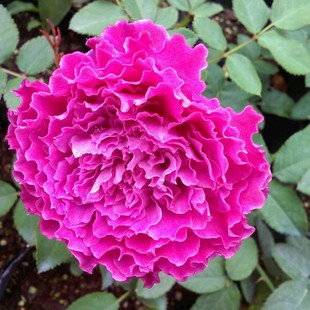 Dropshipping Herbal Rose Seedlings, Blooming Rose Potted Flowers, Climbing Plants, Vine Rose Saplings, Green Plants