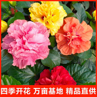 �M�ڵ���ľ�Ȼ��ذ��ɣ������ɣ�~ĵ���������ļ��_���҃��⻨��