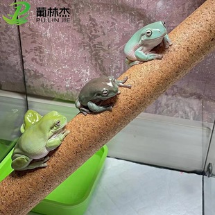 Cork climbing stick eye corner cerebral guard giant cover gouya pet breeding box landscaping wooden stick arbor perch crawling pet stick wholesale