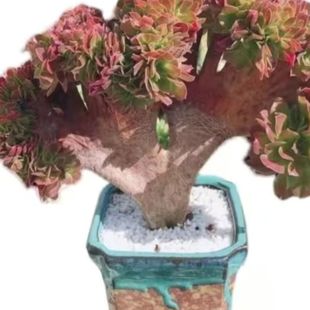Succulent Succulents, Mage Embellishment, Rose Mage Embellishment, Halloween Embellishment, Succulent Plant Changli