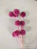 [Single windmill fruit] eternal flower pine and fruit, Yunnan Zhenganhua manufacturer wholesale flower material bouquet