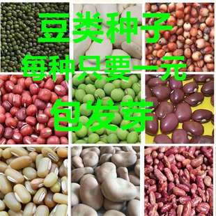 High-Yielding Bean Seeds, Nutritious Red Bean Seeds, Mung Bean Seeds, Black Bean Seeds, Soybean Seeds, Vegetable Seeds